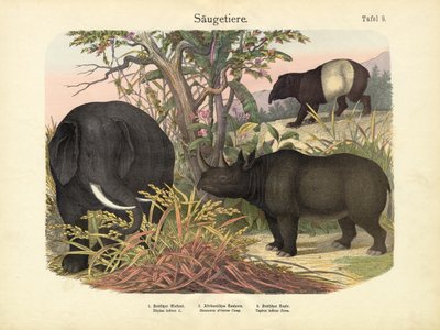 Nisäkkäät, n. 1860 tekijältä German School
