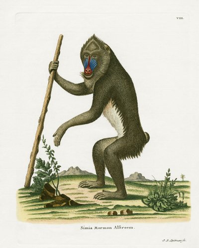 Mandrill (värillinen kaiverrus) tekijältä German School
