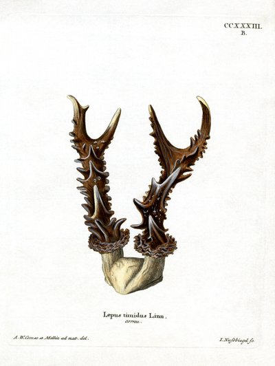 Mountain Hare Antlers (värillinen kaiverrus) tekijältä German School