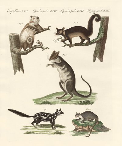 Marsupials tekijältä German School