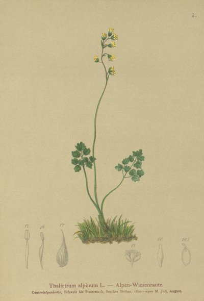 Meadow-rue (Thalictrum alpinum) tekijältä German School