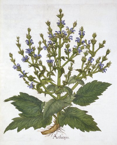 Välimeren salvia, teoksesta "Hortus Eystettensis", kirjoittanut Basil Besler tekijältä German School