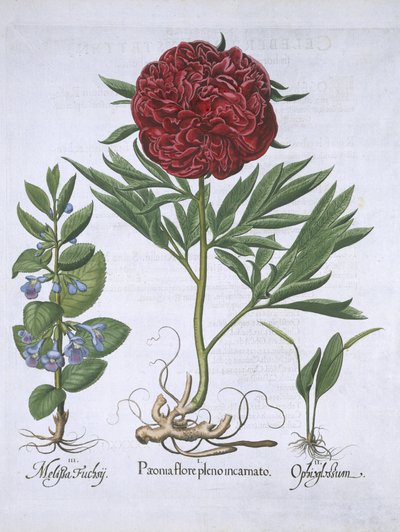 Melissa, Paeony ja Odontoglossum, Hortus Eystettensis, Basil Besler (1561-1629) pub. 1613 (käsinvärinen kaiverrus) tekijältä German School