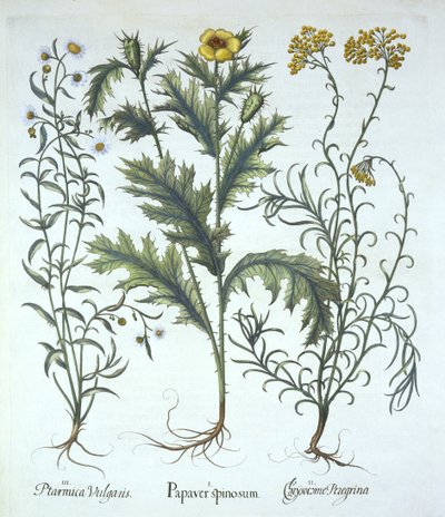 Meksikon unikko, merenranta olkikukka ja aivastus, Hortus Eystettensis, Basil Besler (1561-1629) pub. 1613 (käsinvärinen kaiverrus) tekijältä German School