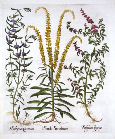 Mignonette, Pennyroyal ja Marsh Mint, Hortus Eystettensis, kirjoittanut Basil Besler (1561-1629), pub. 1613 (käsinvärinen kaiverrus) tekijältä German School
