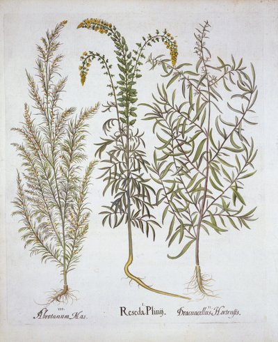 Mignonette, Southernwood ja Tarragon, Hortus Eystettensis, kirjoittanut Basil Besler (1561-1629), pub. 1613 (käsinvärinen kaiverrus) tekijältä German School