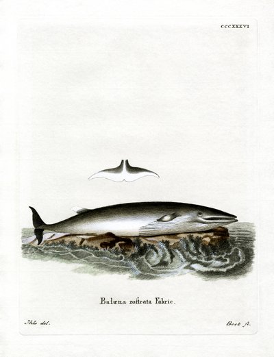 Minke Whale (värillinen kaiverrus) tekijältä German School