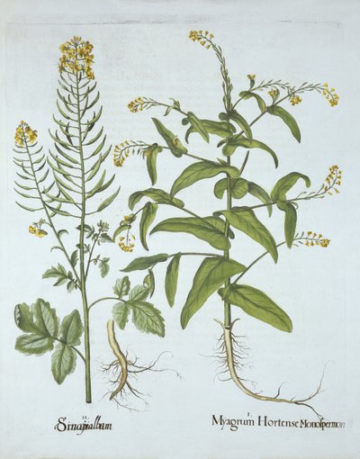 Hiirkrassi ja valkoinen sinappi, Hortus Eystettensis, kirjoittanut Basil Besler (1561-1629), pub. 1613 (käsinvärinen kaiverrus) tekijältä German School