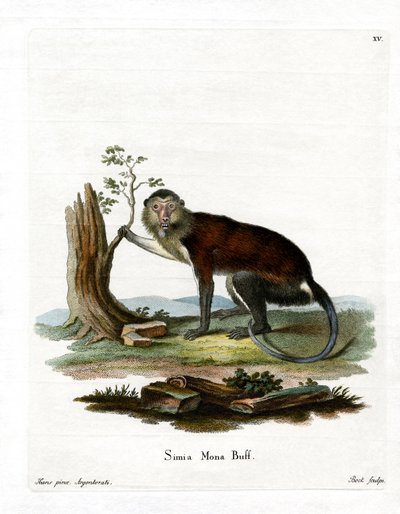 Mona Monkey (värillinen kaiverrus) tekijältä German School
