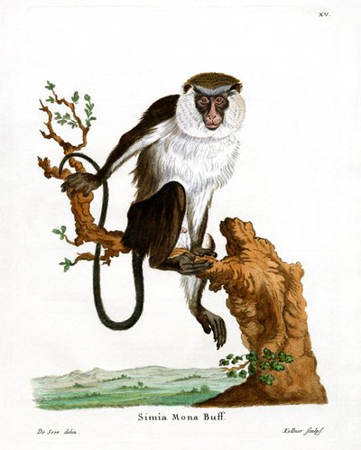 Mona Monkey (värillinen kaiverrus) tekijältä German School