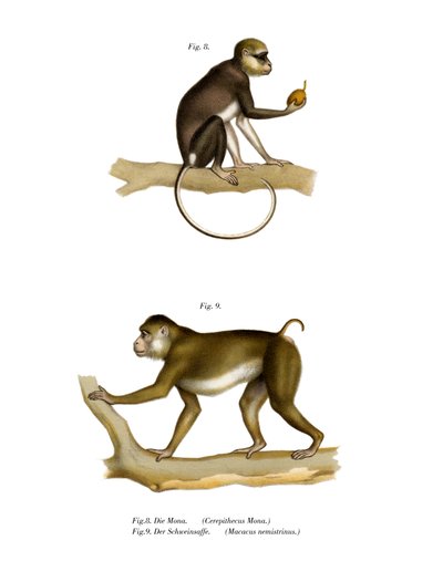 Mona Monkey, 1860 tekijältä German School