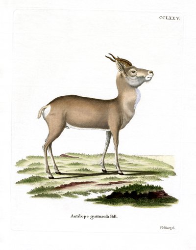 Mongolian Gazelle (värillinen kaiverrus) tekijältä German School