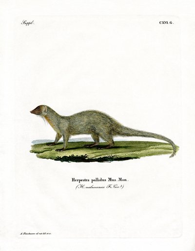 Mongoose (värillinen kaiverrus) tekijältä German School