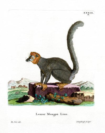 Mongoose Lemur (värillinen kaiverrus) tekijältä German School