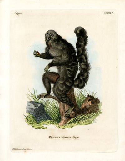 Monk Saki (värillinen kaiverrus) tekijältä German School