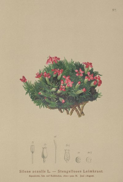 Moss Campion (Silene acaulis) tekijältä German School
