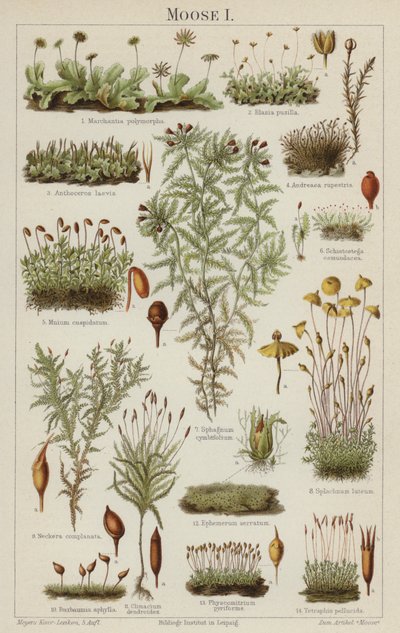 sammalta (väri litho) tekijältä German School