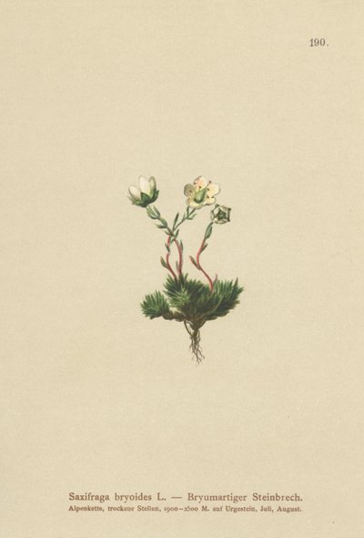 Sammaleinen saksifrage (Saxifraga bryoides) tekijältä German School