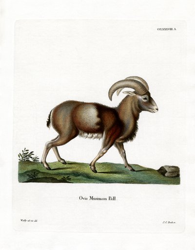 Muflon (värillinen kaiverrus) tekijältä German School