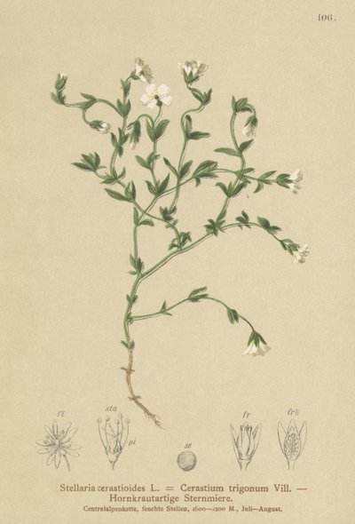 Vuoriherkku (Stellaria cerastioides, Cerastium trigonum) tekijältä German School