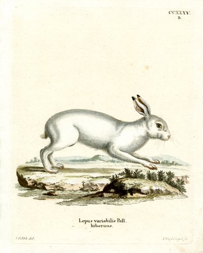 Mountain Hare (värillinen kaiverrus) tekijältä German School