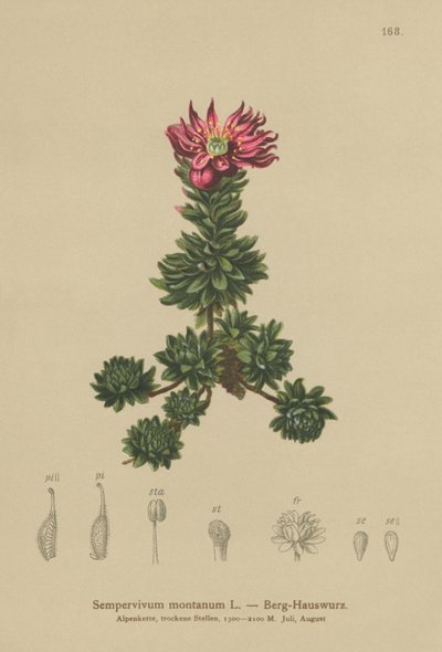 Mountain Houseleek (Sempervivum montanum) tekijältä German School