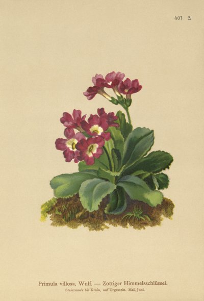 Vuori Primula (Primula villosa) tekijältä German School