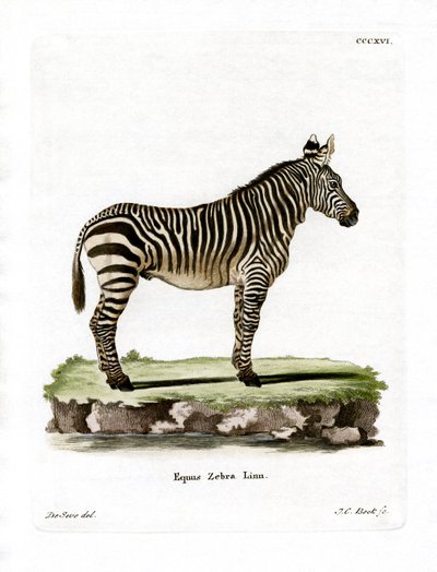 Mountain Zebra (värillinen kaiverrus) tekijältä German School