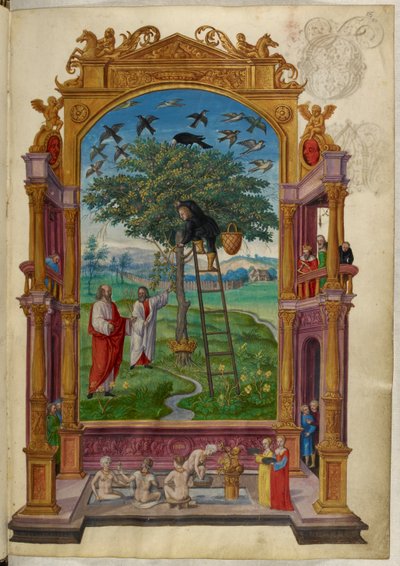 Ms Harley 3469, f.15 Kultainen puu kruunulla, toinen vertaus, Salomon Trismosinin teoksesta Splendor Solis tekijältä German School