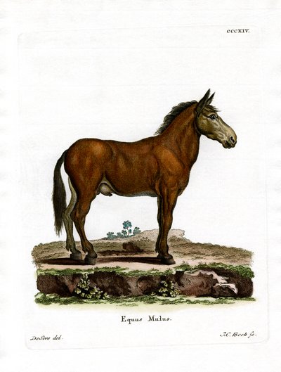 Mule (värillinen kaiverrus) tekijältä German School