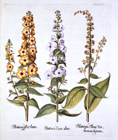 Mullein, suku Verbascum, Hortus Eystettensis, kirjoittanut Basil Besler (1561-1629), pub. 1613 (käsinvärinen kaiverrus) tekijältä German School
