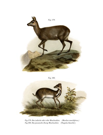 Myskihirvi, 1860 tekijältä German School