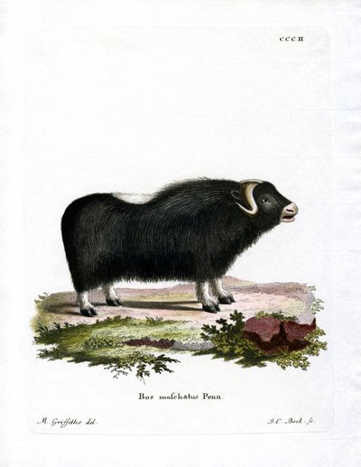 Musk Ox (värillinen kaiverrus) tekijältä German School