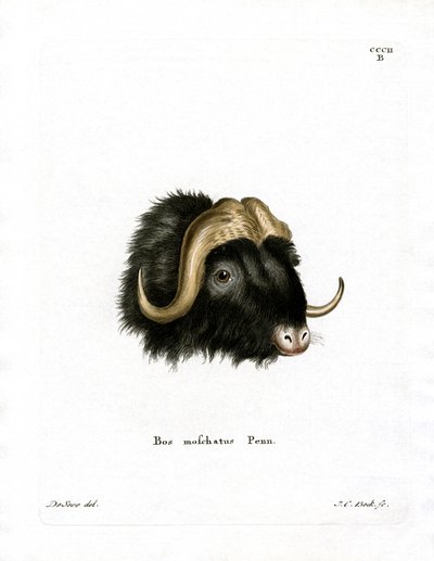 Musk Ox Head (värillinen kaiverrus) tekijältä German School