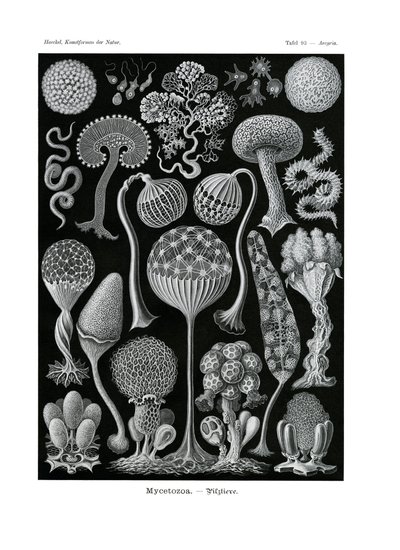 Mycetozoa, 1899-1904 tekijältä German School