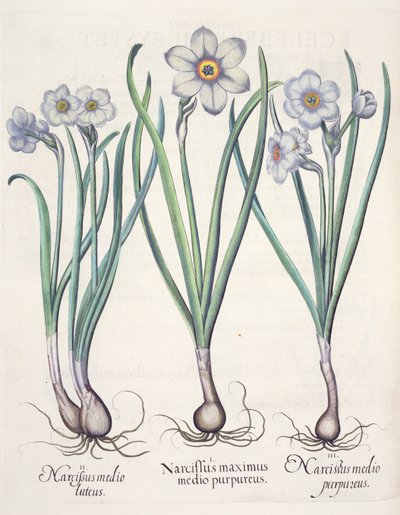 Narcissus: 1. Narcissus suurin purppuran joukossa; 2. Narsissi keskellä; 3. Narcissus purpureus, Basil Beslerin (1561-1629) Hortus Eystettensisistä, pub. 1613 tekijältä German School