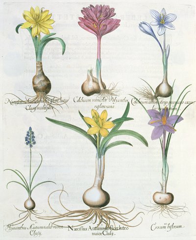 Narsissit, krookukset ja hyasintti: 1. Narcissus autumnalis; 2.Hyacinthus autumnalis; 3.Crocum biflorum; 4. Kolkium-albumi; 5. Colchium versicolor; 6. Narcissus autumnalis, Ba. Hortus Eystettensisistä tekijältä German School