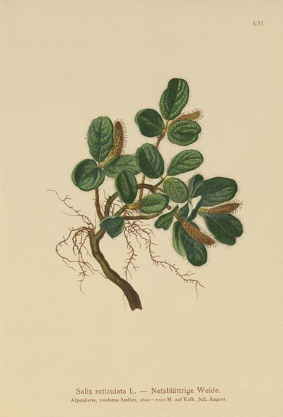 Verkkolehtinen paju (Salix reticulata) tekijältä German School