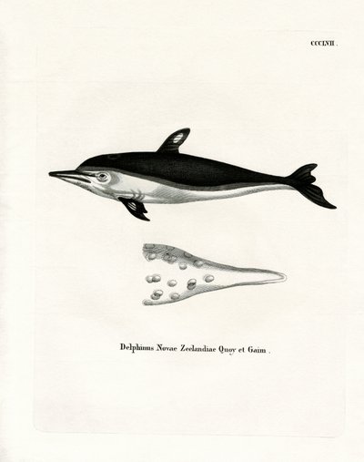 New Zealand Dolphin (värillinen kaiverrus) tekijältä German School