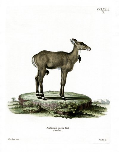 Nilgai (värillinen kaiverrus) tekijältä German School