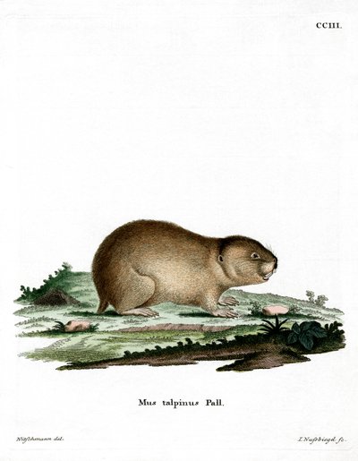 Northern Mole Vole (värillinen kaiverrus) tekijältä German School