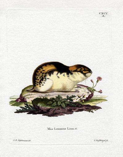 Norja Lemming (värillinen kaiverrus) tekijältä German School