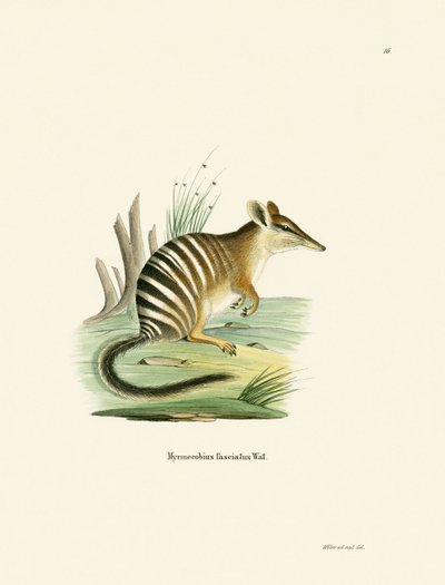 Numbat (värillinen kaiverrus) tekijältä German School