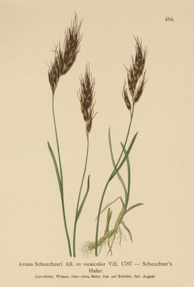 Kauraruoho (Avena Scheuchzeri, Avena versicolor, Avena alpina) tekijältä German School