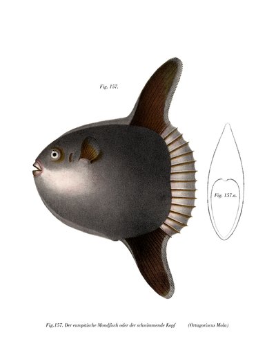 Ocean Sunfish (väri litho) tekijältä German School