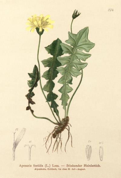 Tuoksuva sikasalaatti (Aposeris foetida) tekijältä German School