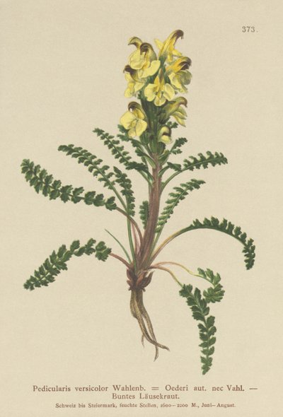 Oeders lousewort (Pedicularis versicolor, Pedicularis Oederi) tekijältä German School