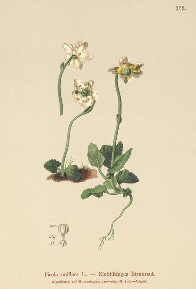 Yksikukkainen talvivihreä (Pirola uniflora, Pyrola uniflora, Moneses uniflora, Monesis uniflora) tekijältä German School