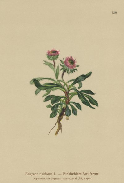 Oneflower Fleabane (Erigeron uniflorus) tekijältä German School