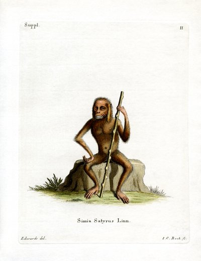 Orang-Outang (värillinen kaiverrus) tekijältä German School